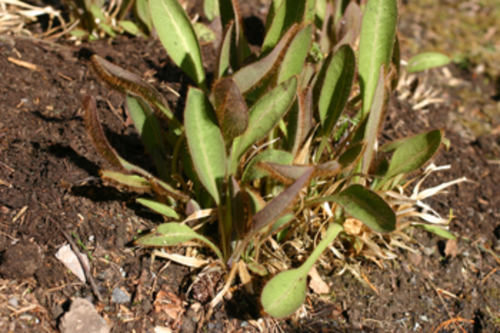 Young leaves showing red pigmentation.